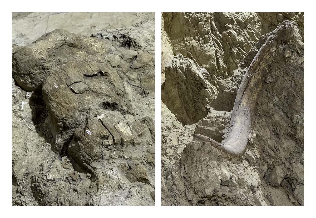 The Mammorth Site