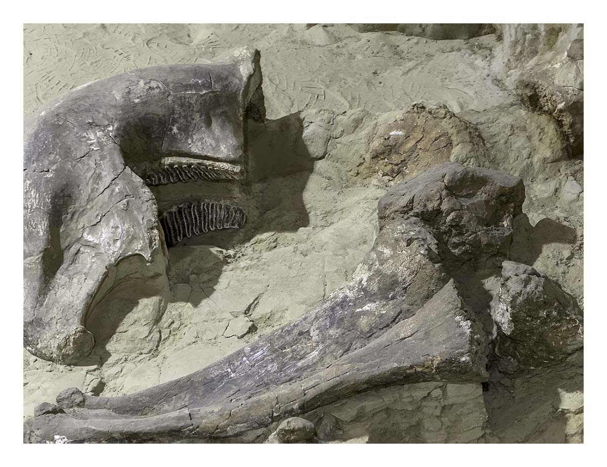 The Mammorth Site