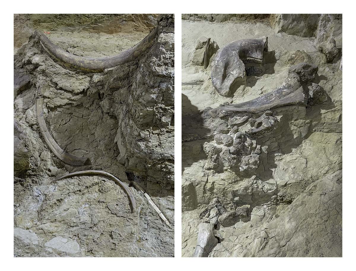 The Mammorth Site