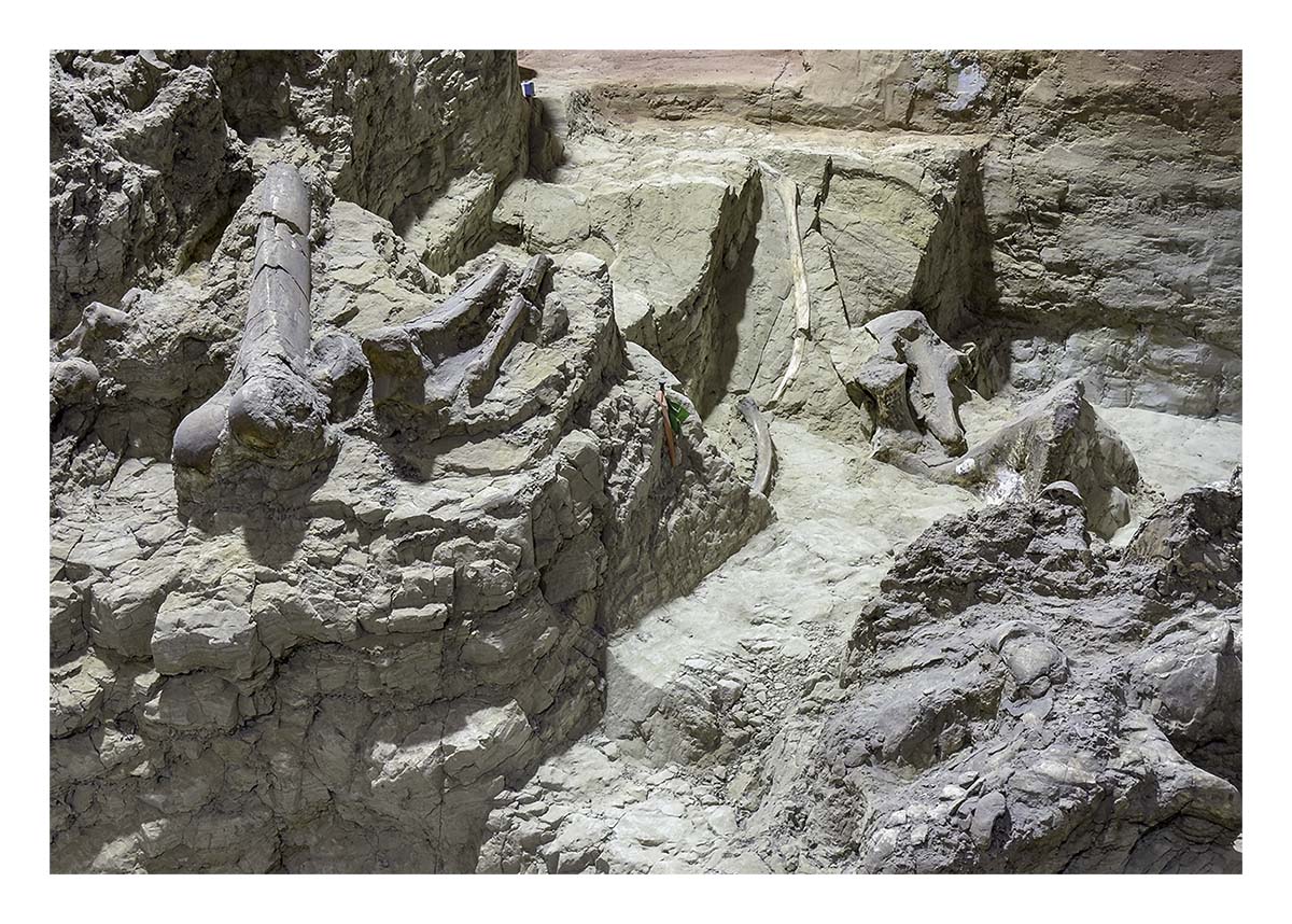 The Mammorth Site