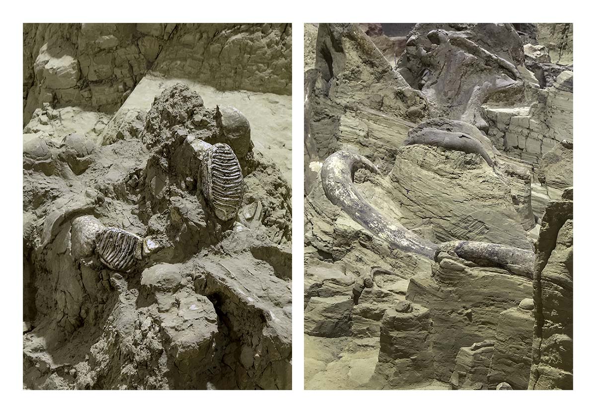 The Mammorth Site