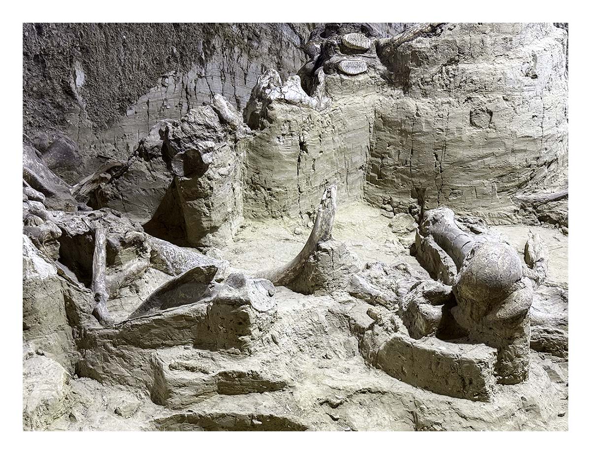 The Mammorth Site