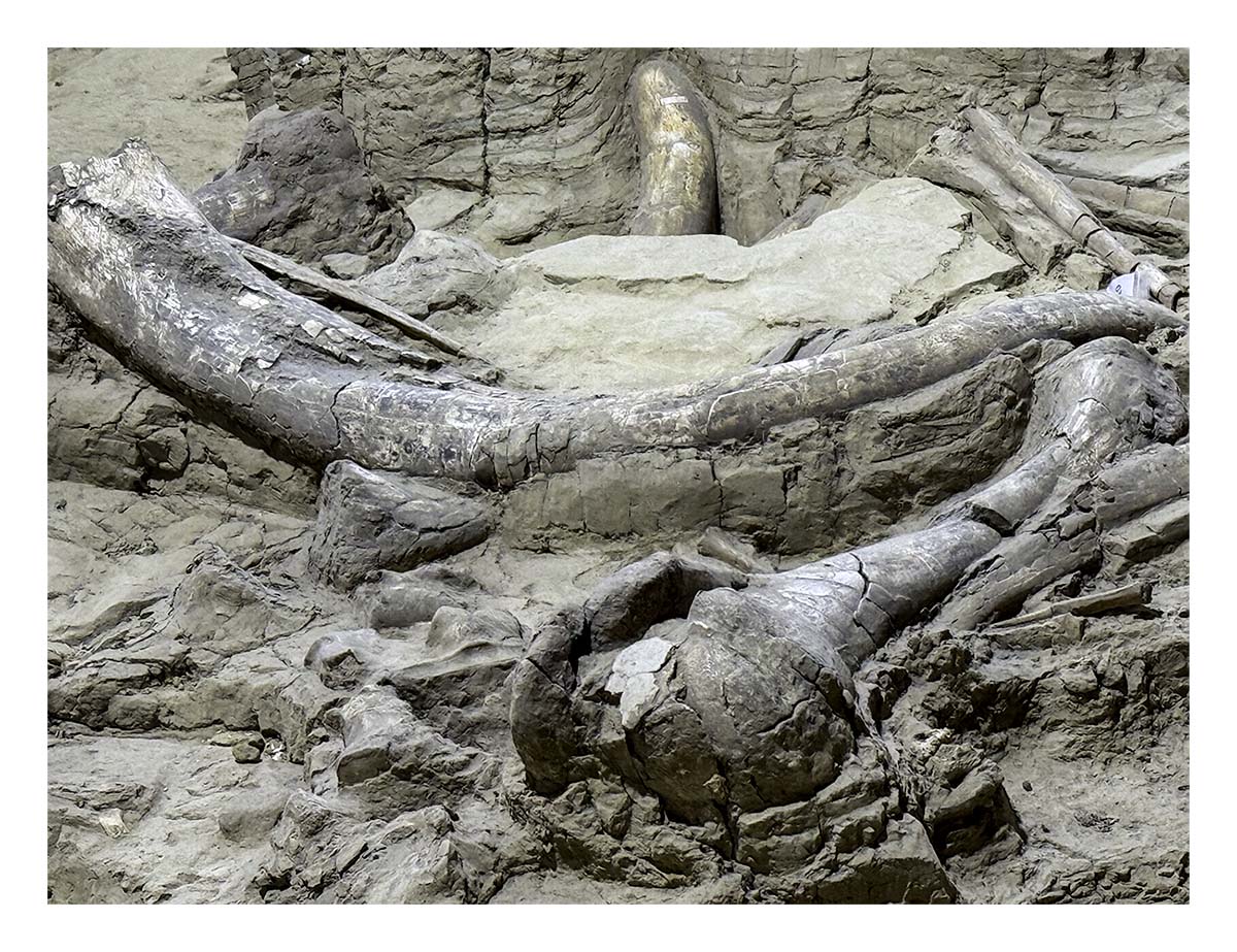 The Mammorth Site