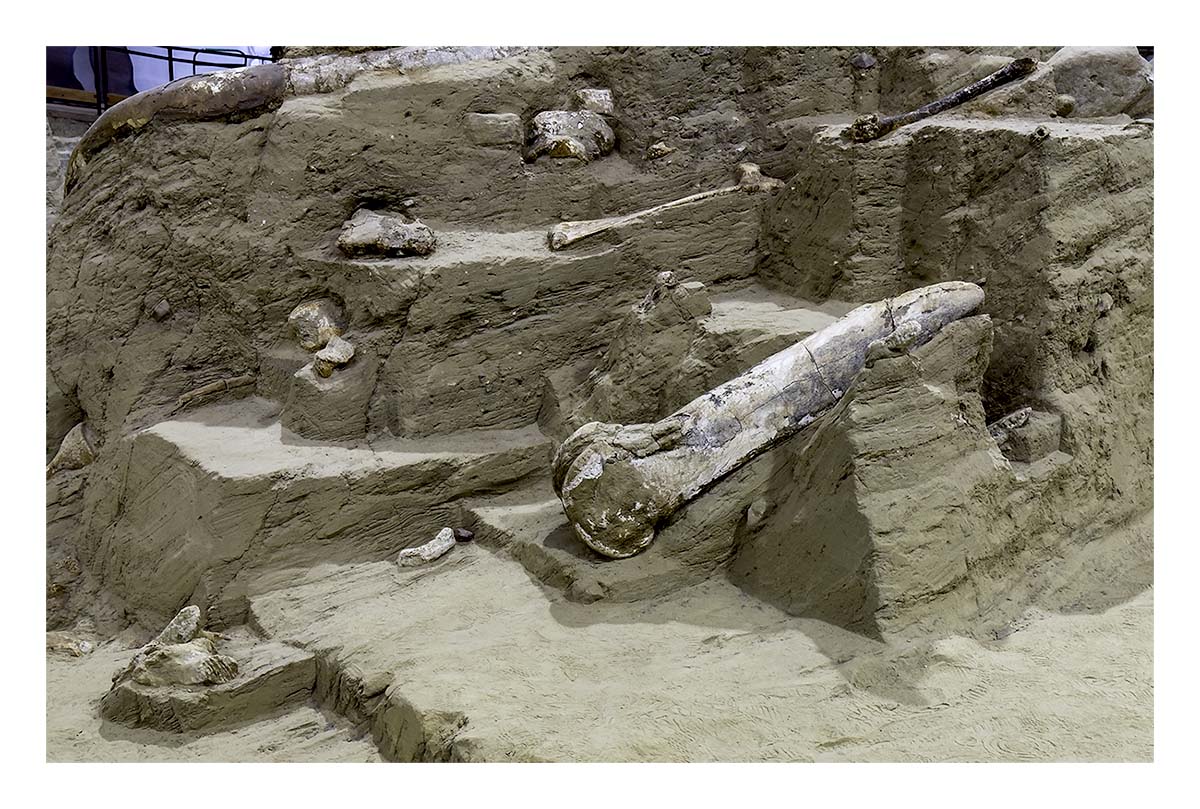 The Mammorth Site
