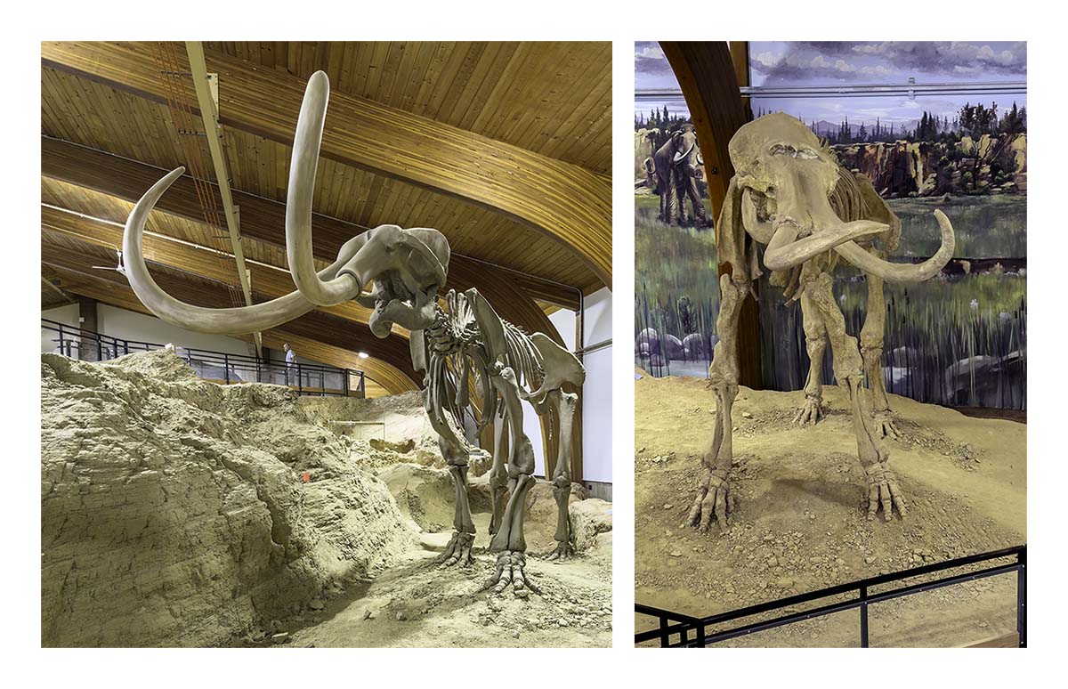 The Mammorth Site