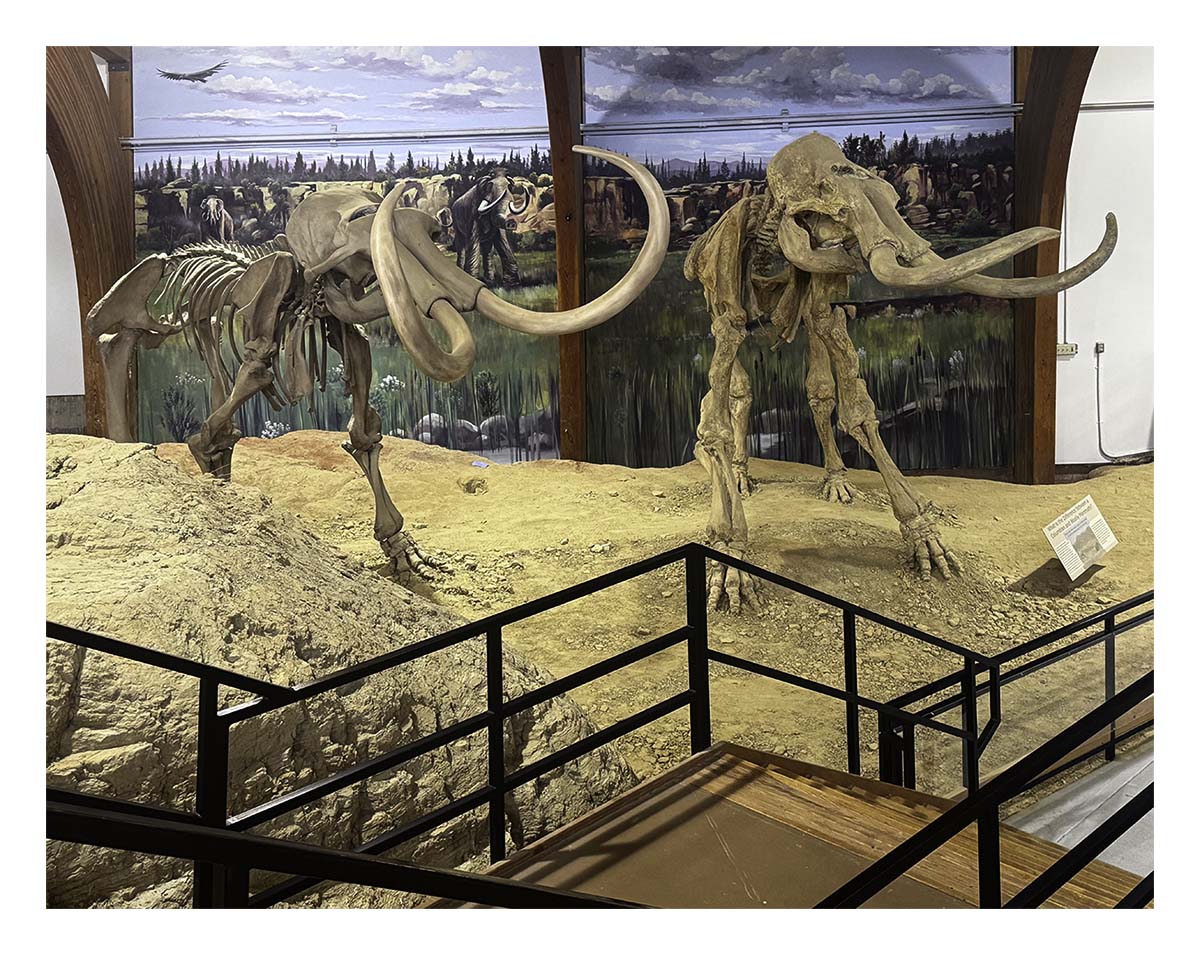 The Mammorth Site