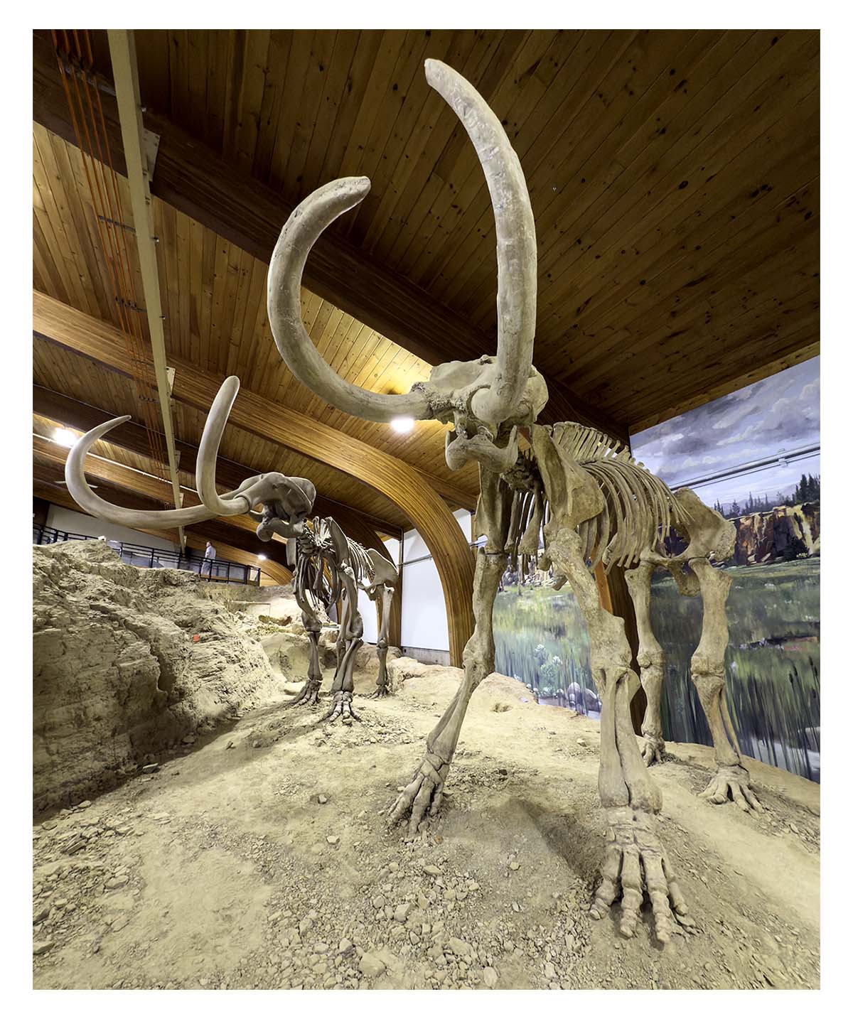 The Mammorth Site