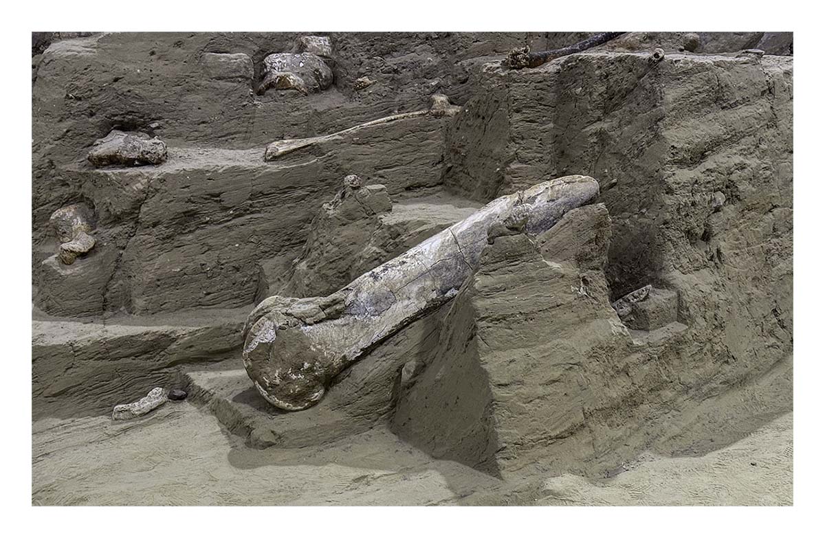 The Mammorth Site