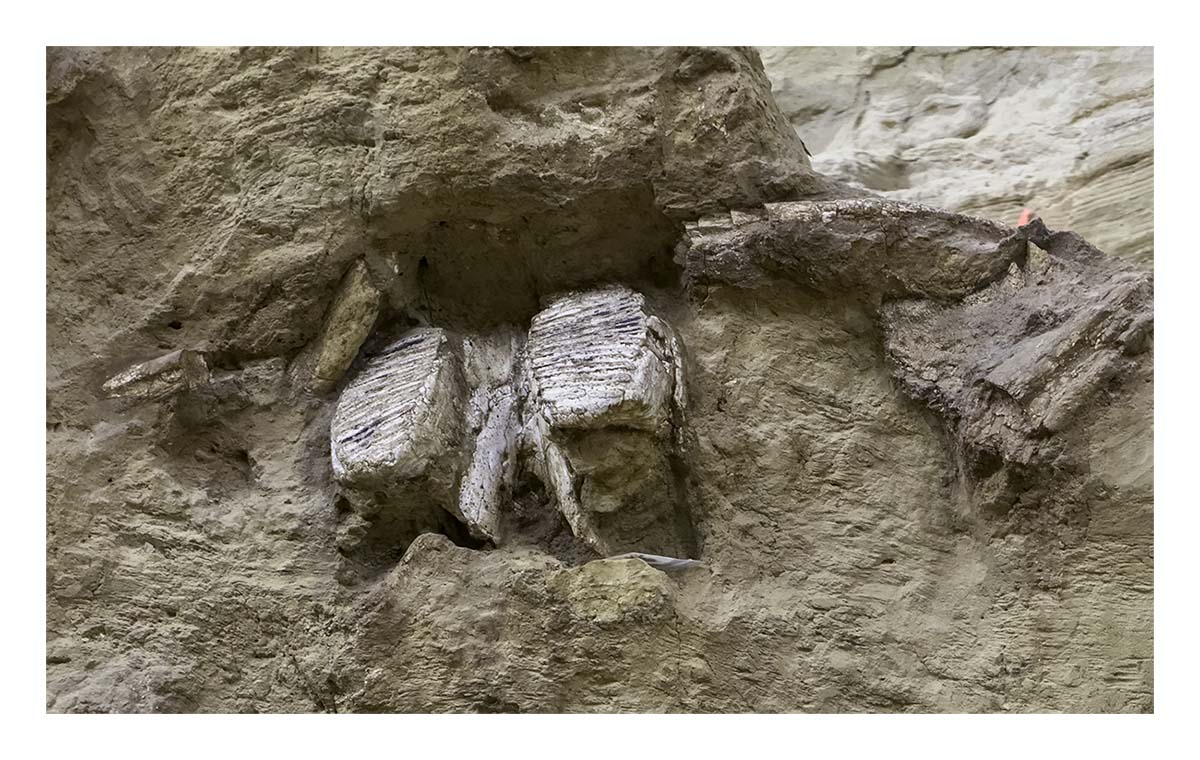 The Mammorth Site