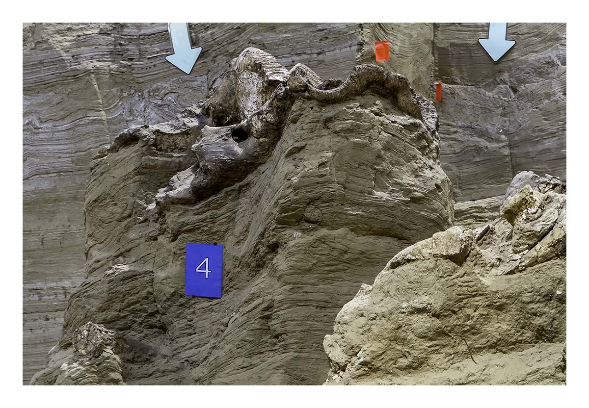 The Mammorth Site