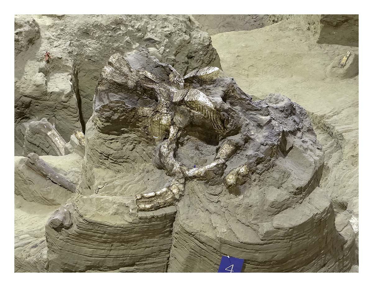 The Mammorth Site