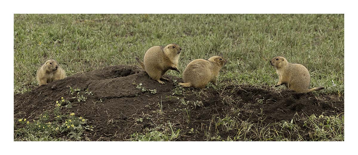 Badland National Park