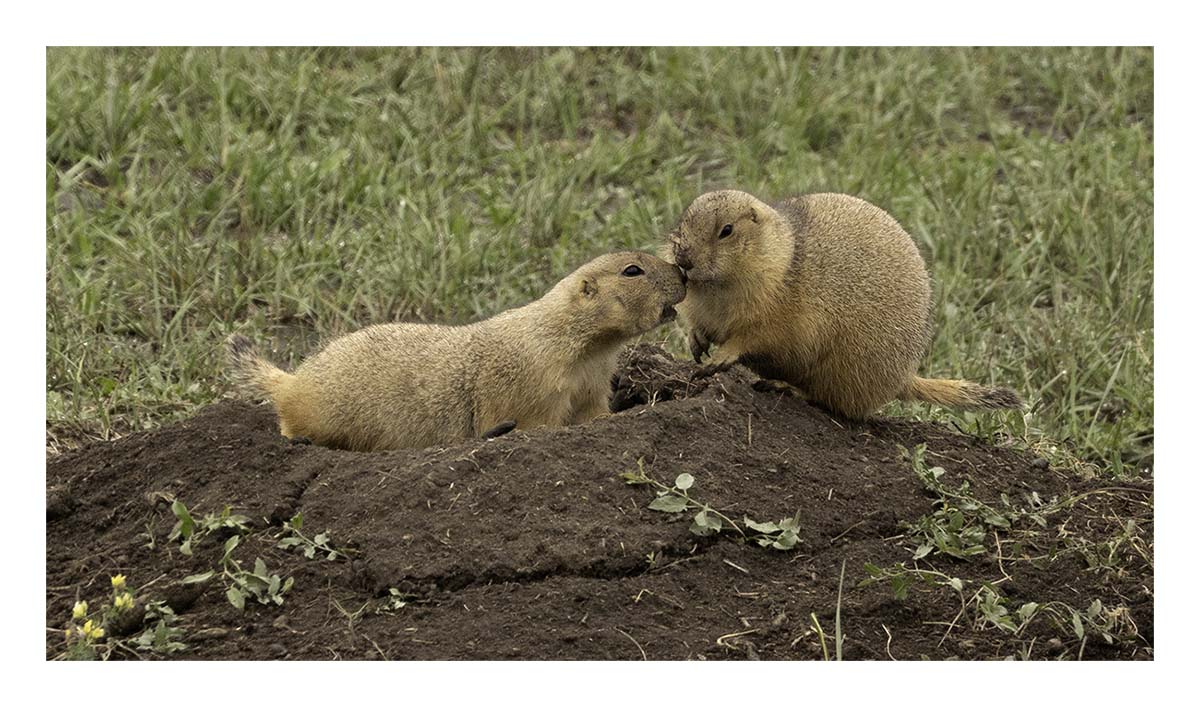 Badland National Park