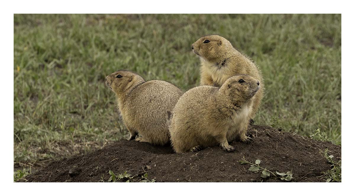Badland National Park