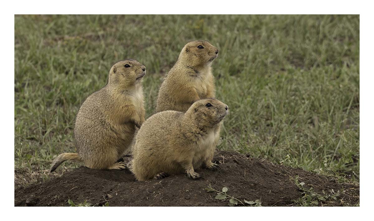 Badland National Park