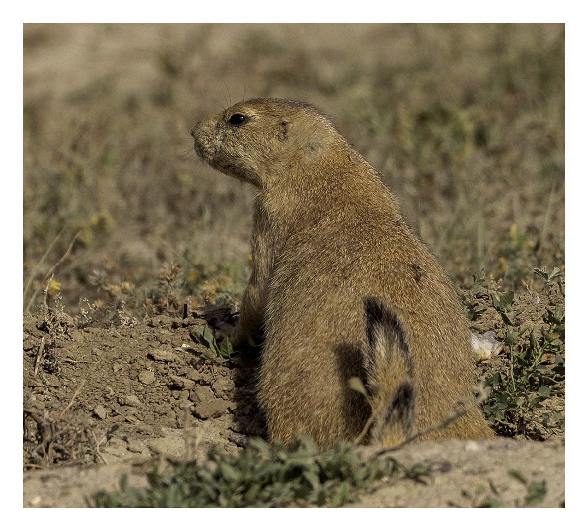 Badland National Park