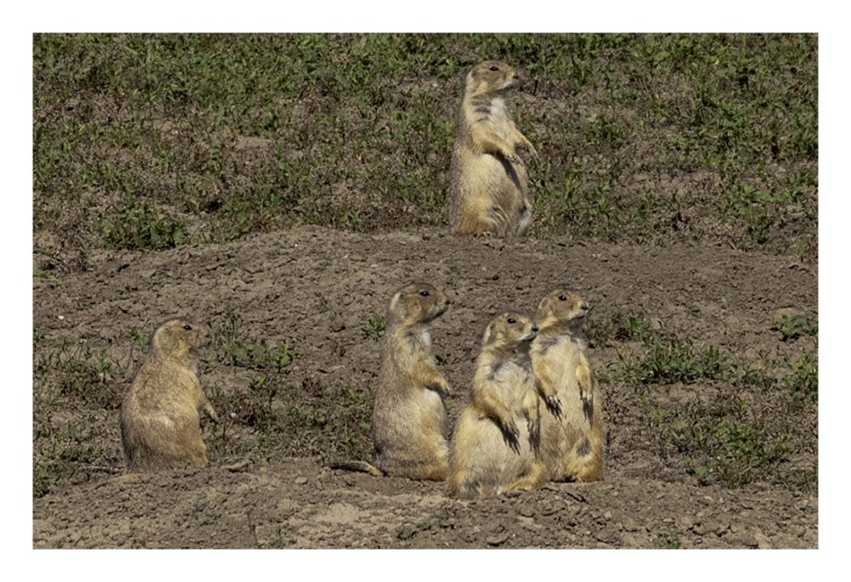 Badland National Park