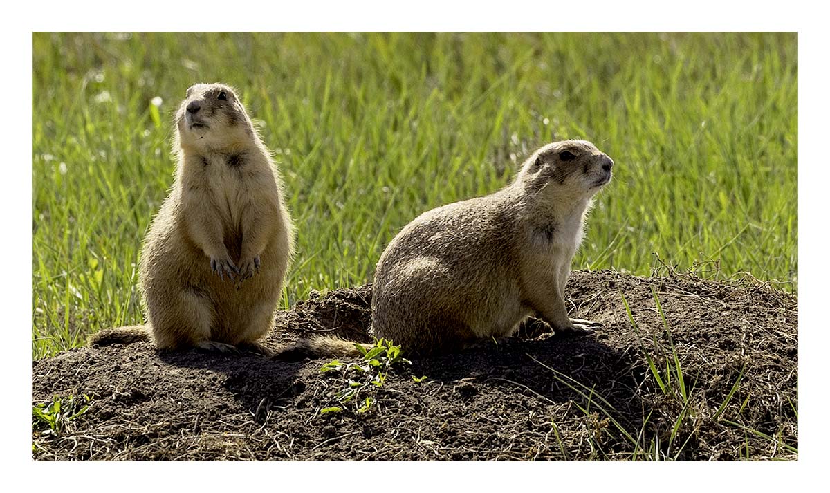 Badland National Park