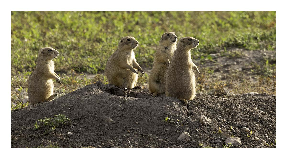 Badland National Park