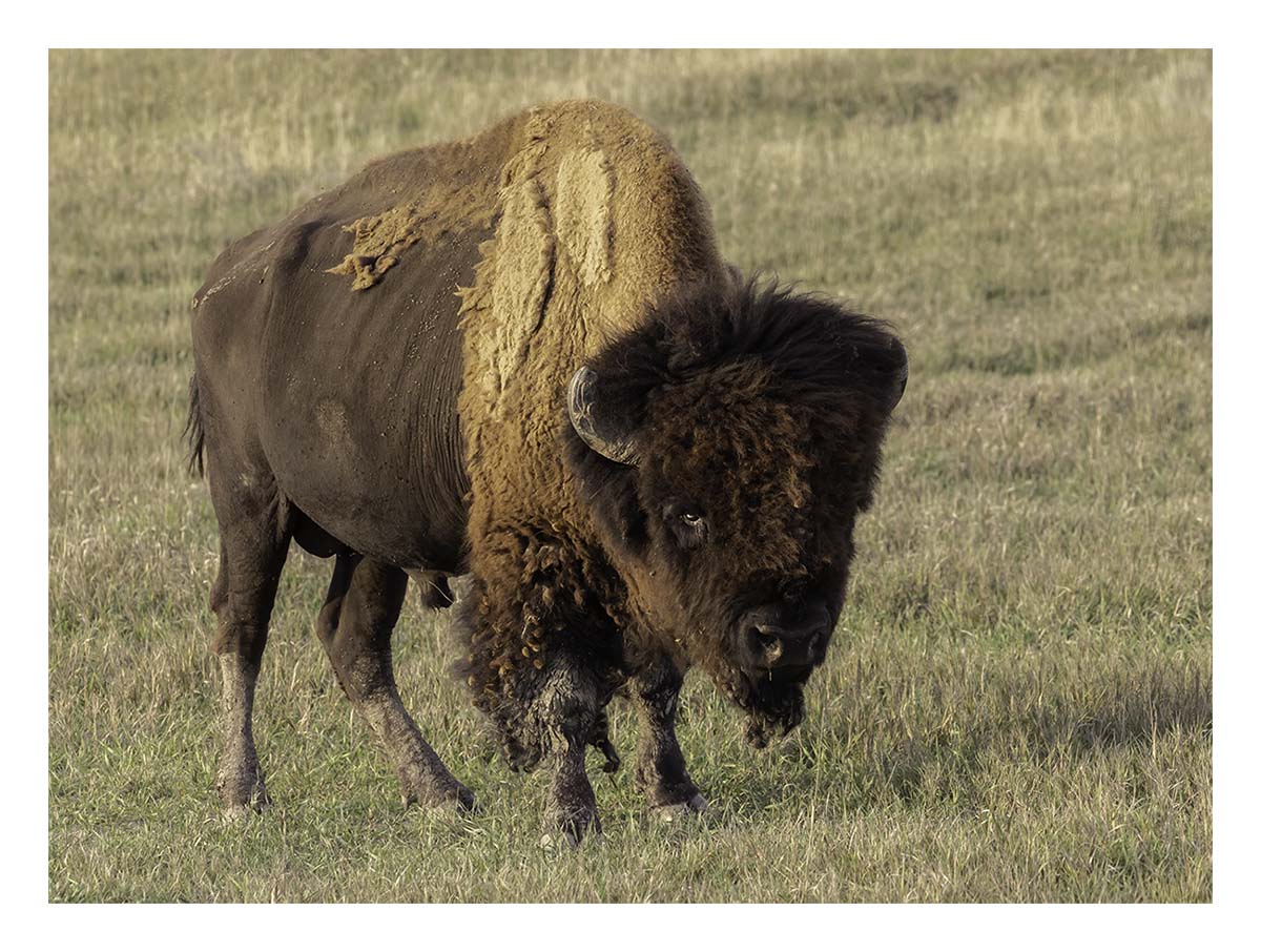Badland National Park