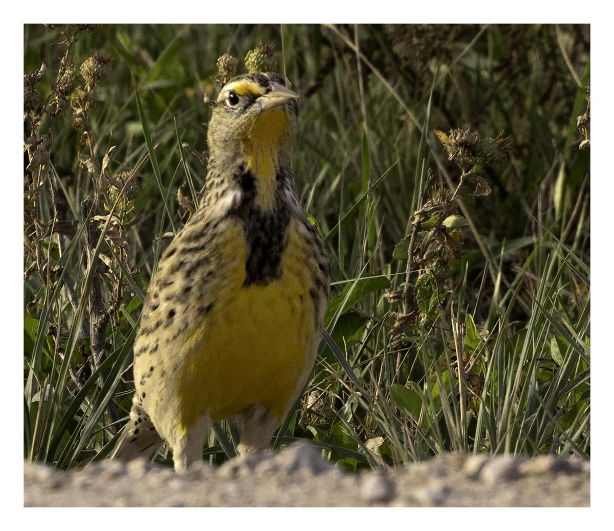 Badland National Park