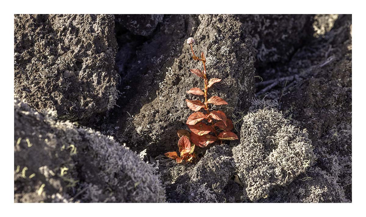 Volcano NP