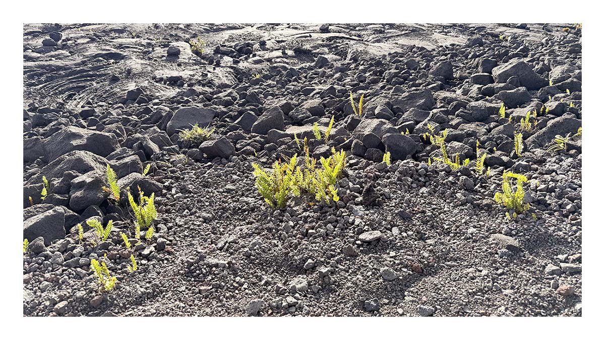 Volcano NP