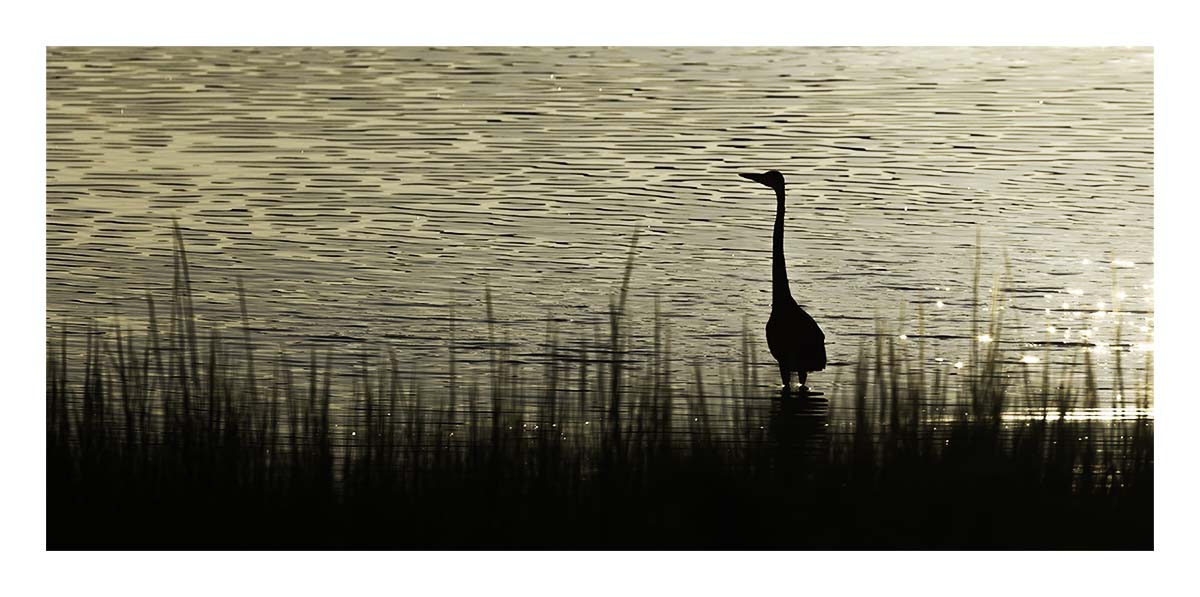 Elizabeth A. Morton NWR