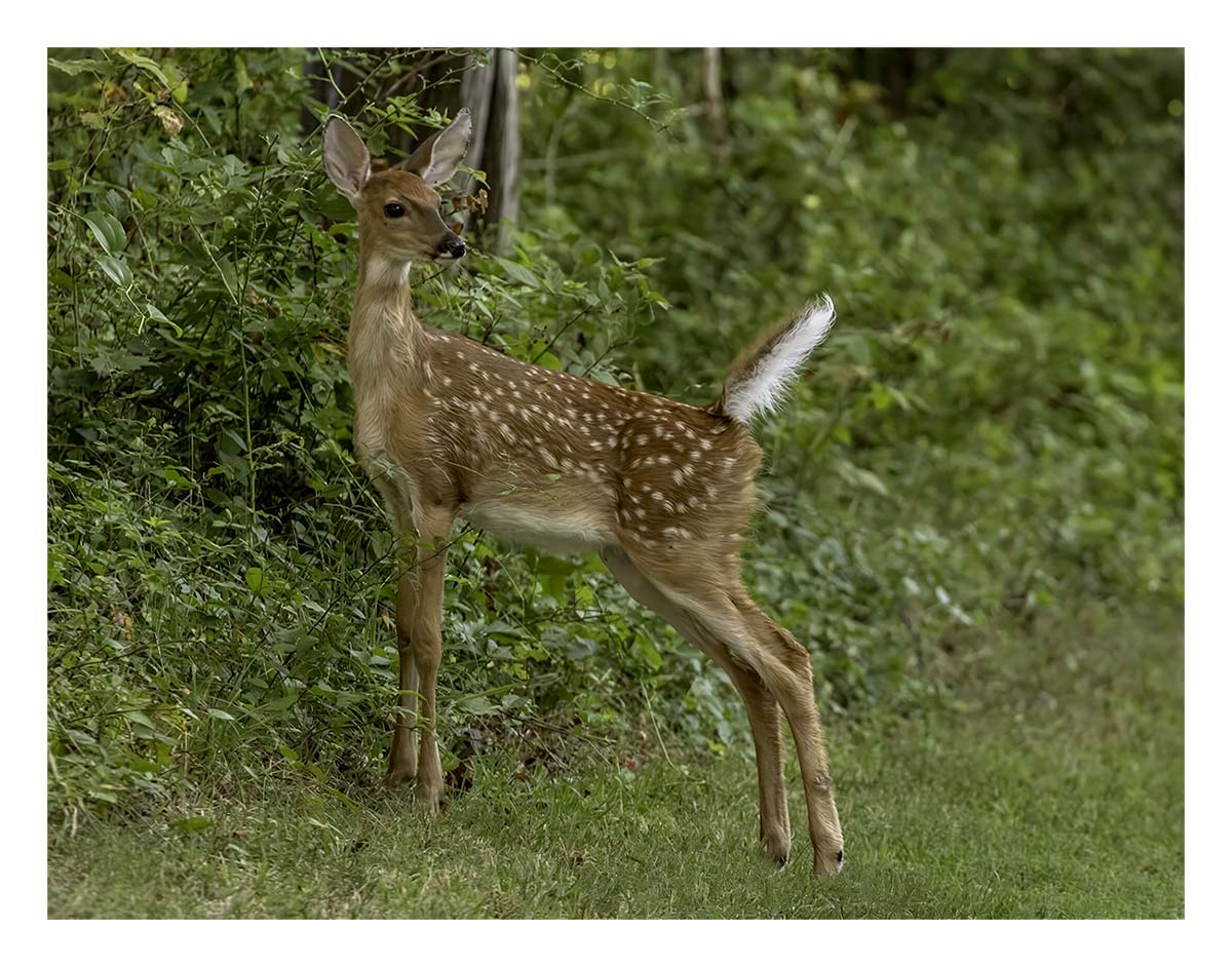 Elizabeth A. Morton NWR