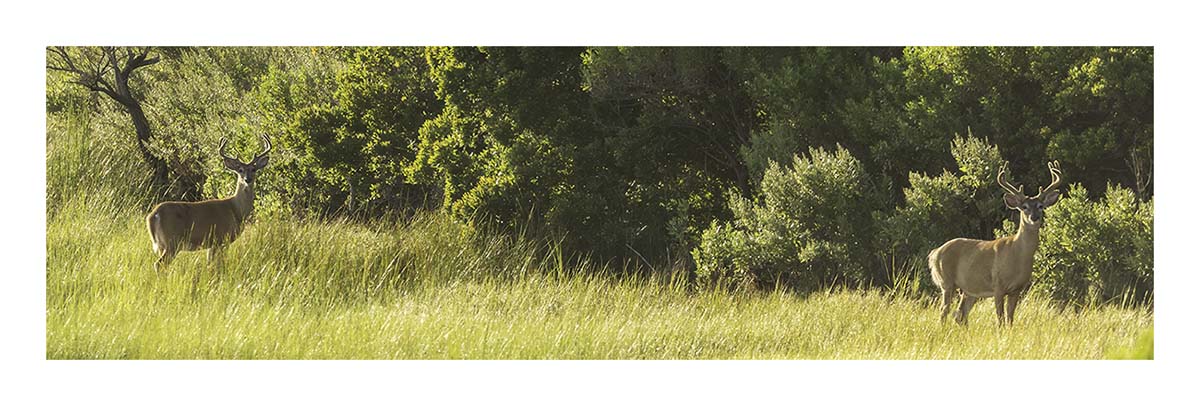 Elizabeth A. Morton NWR