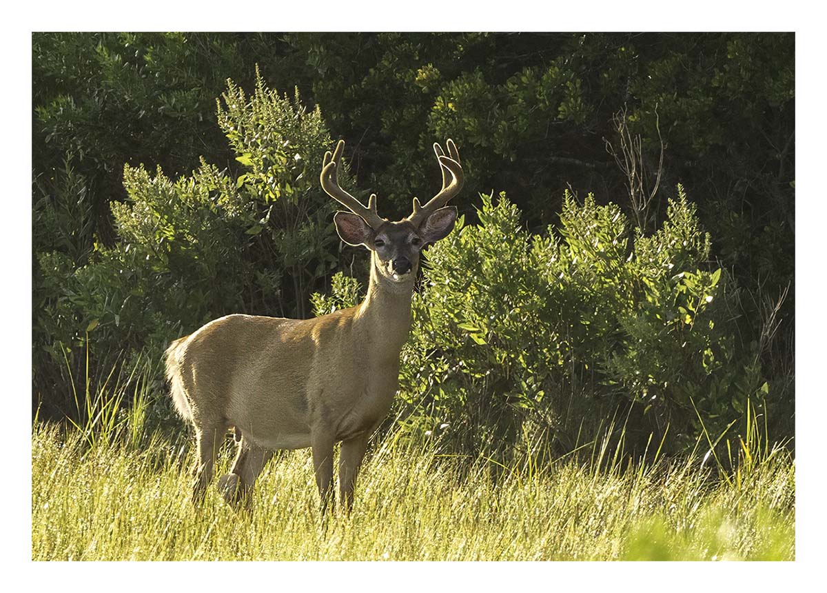 Elizabeth A. Morton NWR