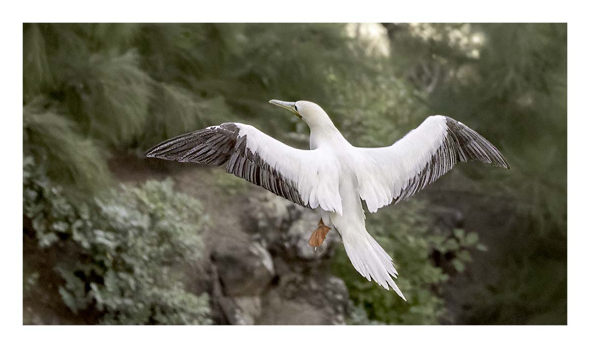 Kilauea Piint NWR