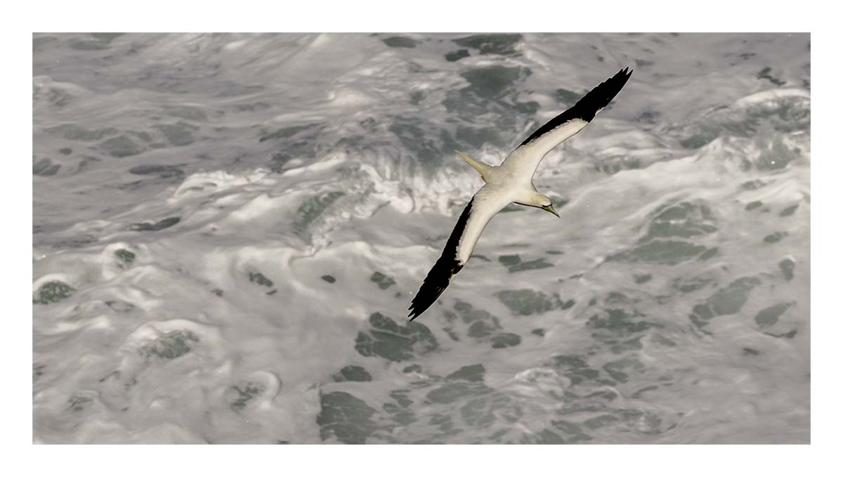 Kilauea Piint NWR