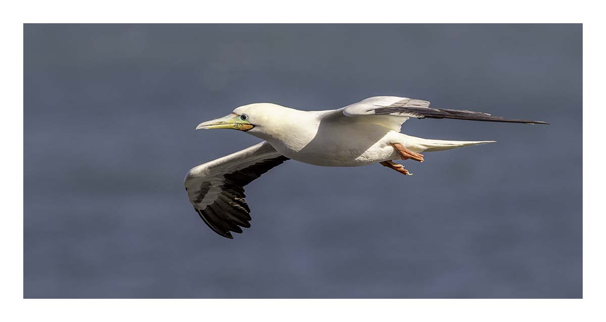 Kilauea Piint NWR
