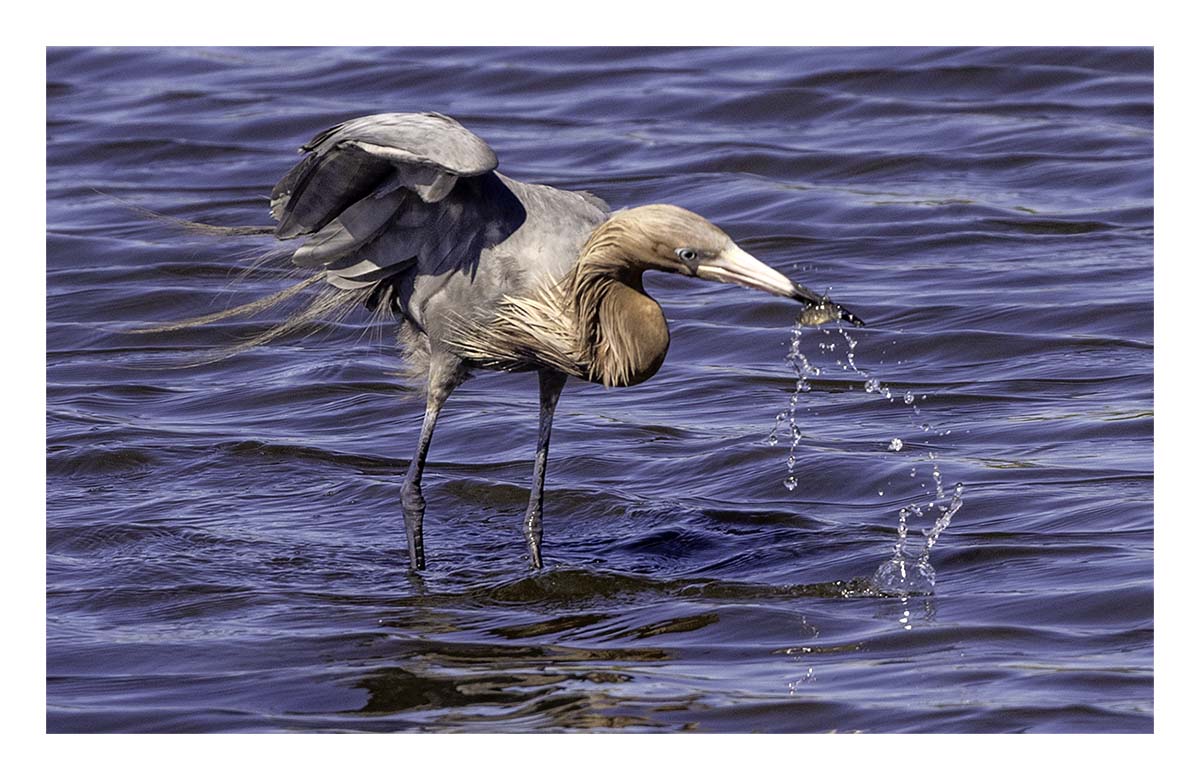 Reddish Egret