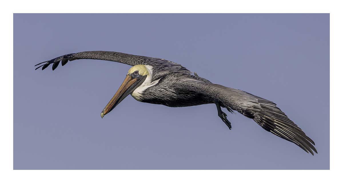 Brown Pelican