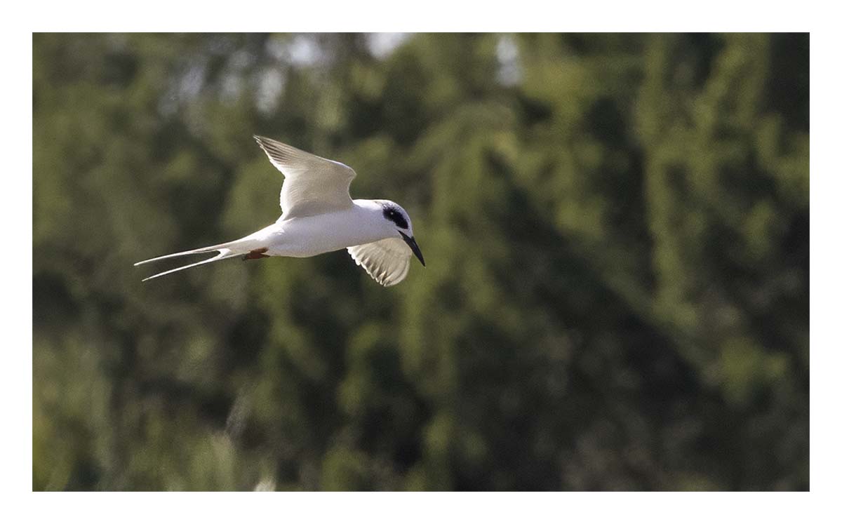 Forster's Tern