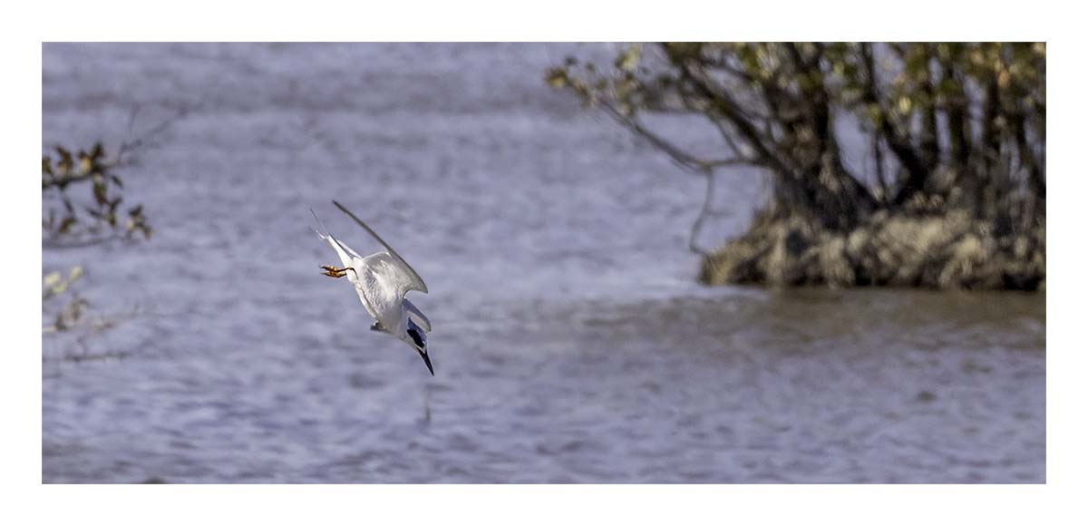 Forster's Tern