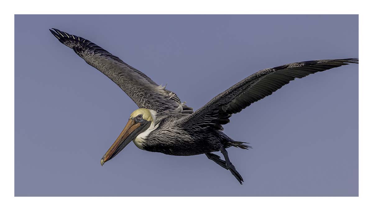 Brown Pelican