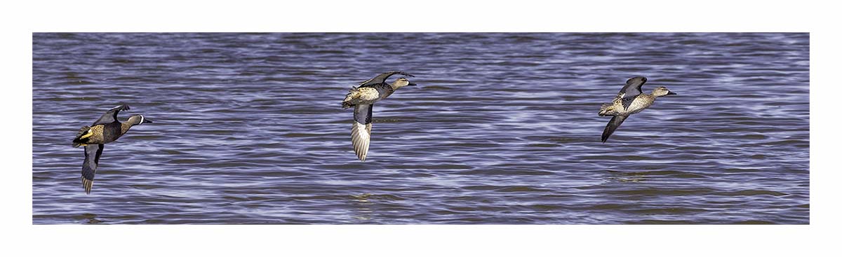 Blue-Winged Teal