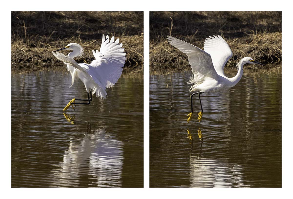 Snowy Egret