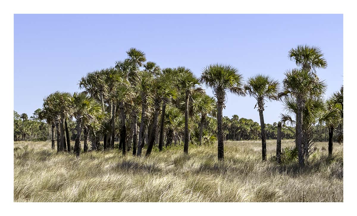 Merritt Island NWR