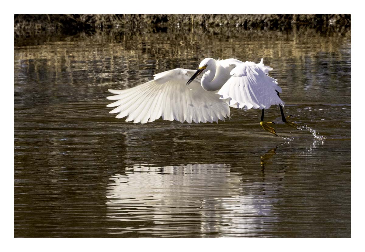 Snowy Egret