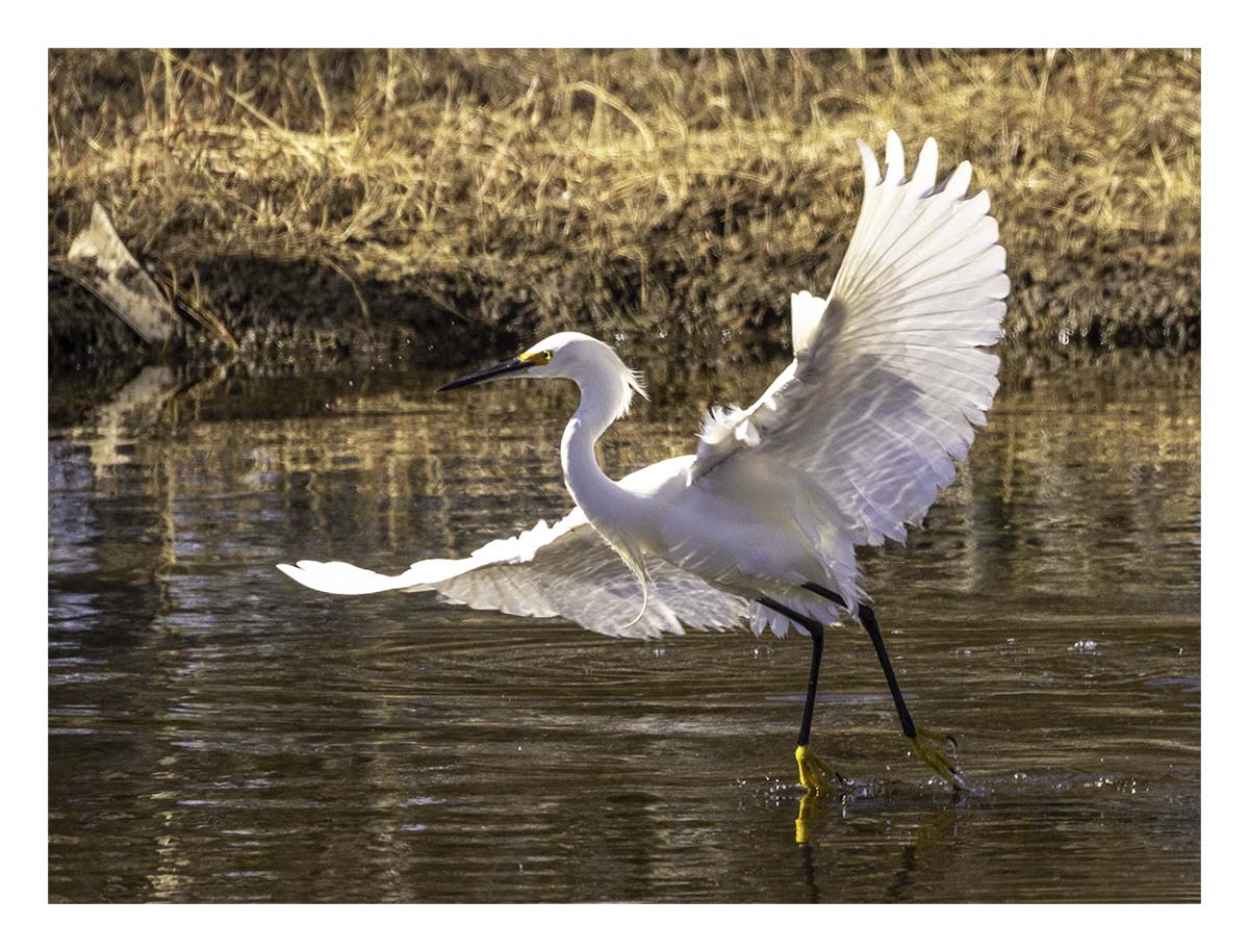 Snowy Egret