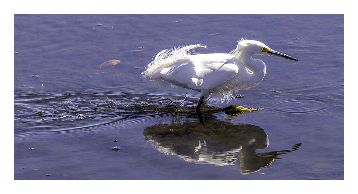 Snowy Egret