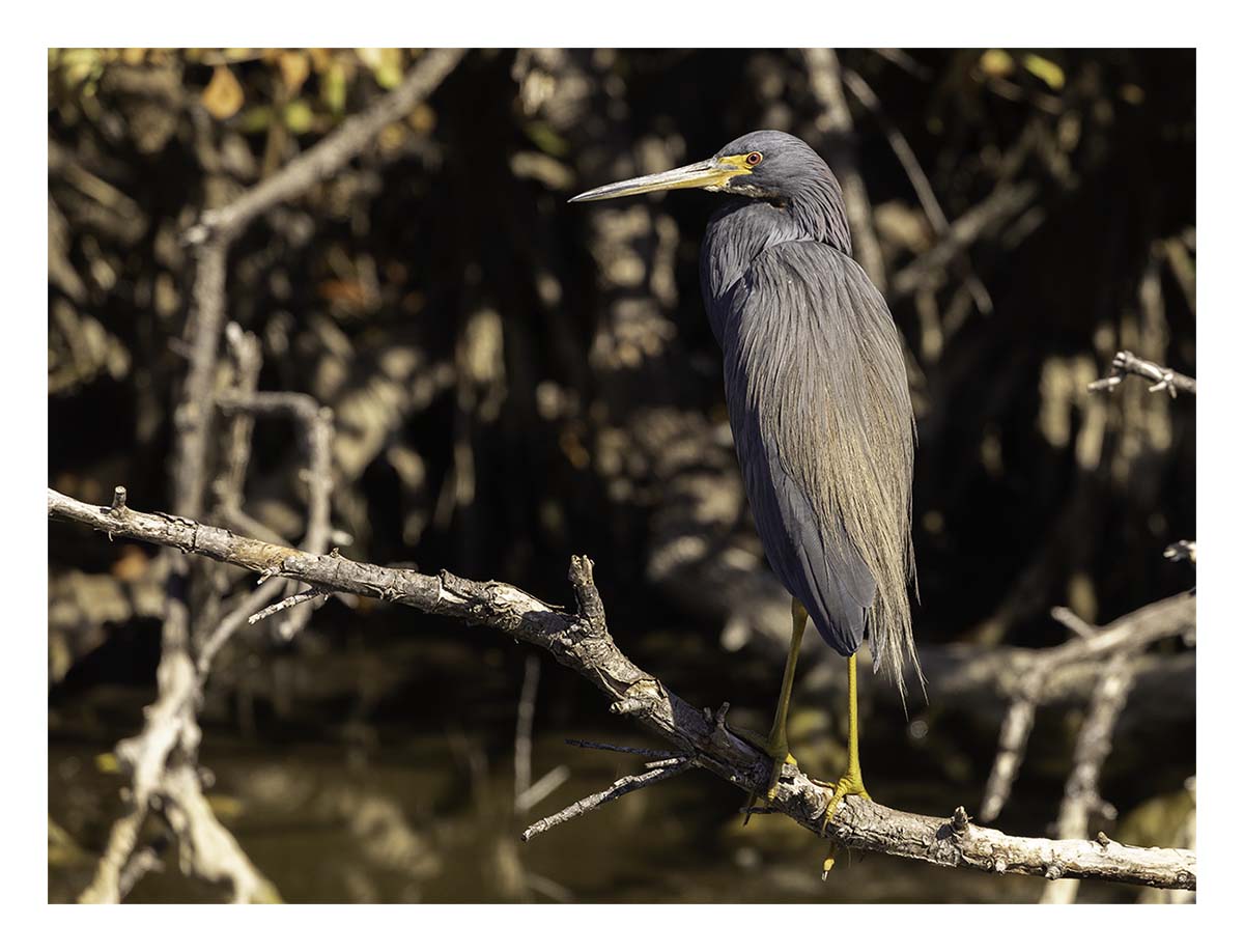 Tricolored Heron