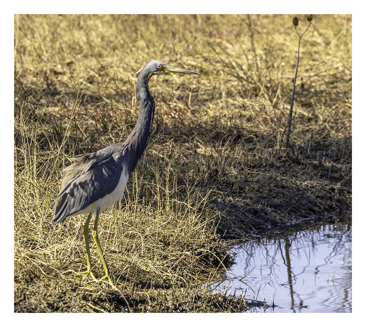 Tricolored Heron