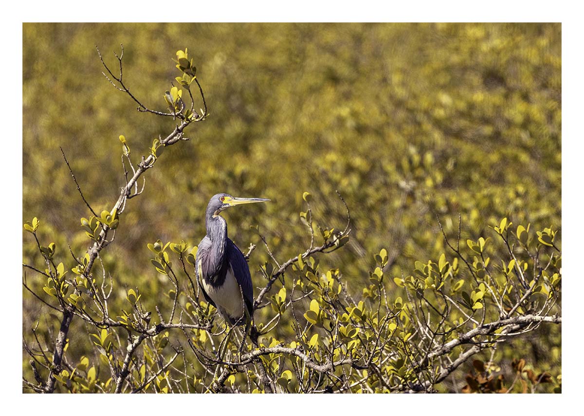 Tricolored Heron