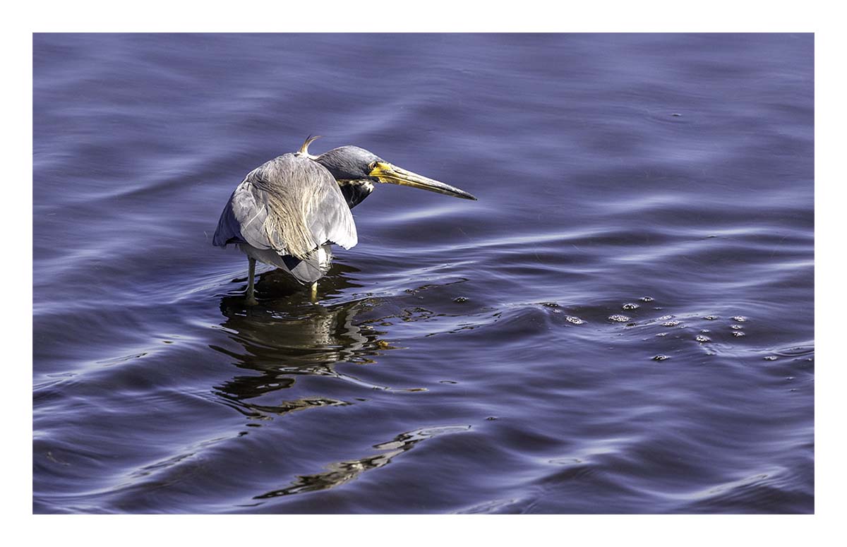 Tricolored Heron