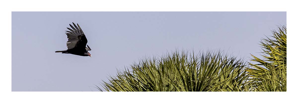 Black Vulture